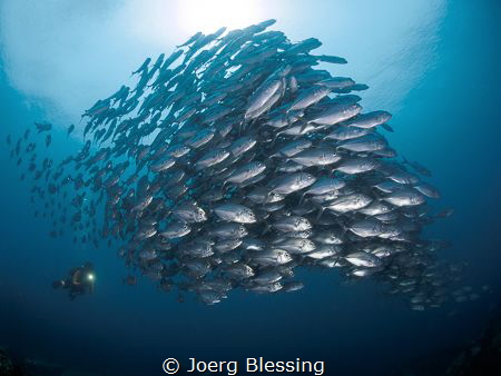 Awesome school of bigeye jack dwarfing my buddy! by Joerg Blessing 