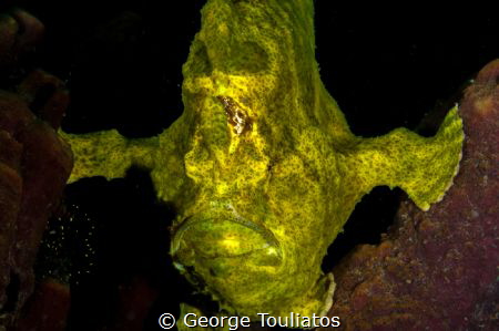 Green Frogfish holding up!!! by George Touliatos 