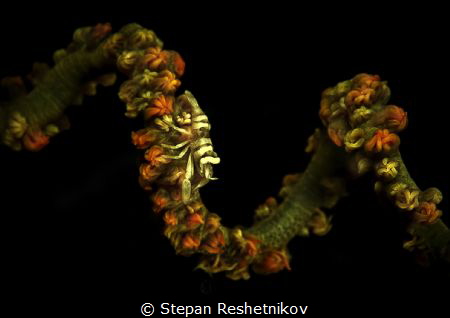 DNA by Stepan Reshetnikov 