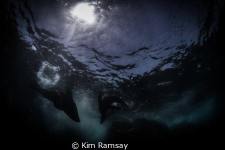 TANGO
A pair of Australian fur seals frolic in the sunli... by Kim Ramsay 