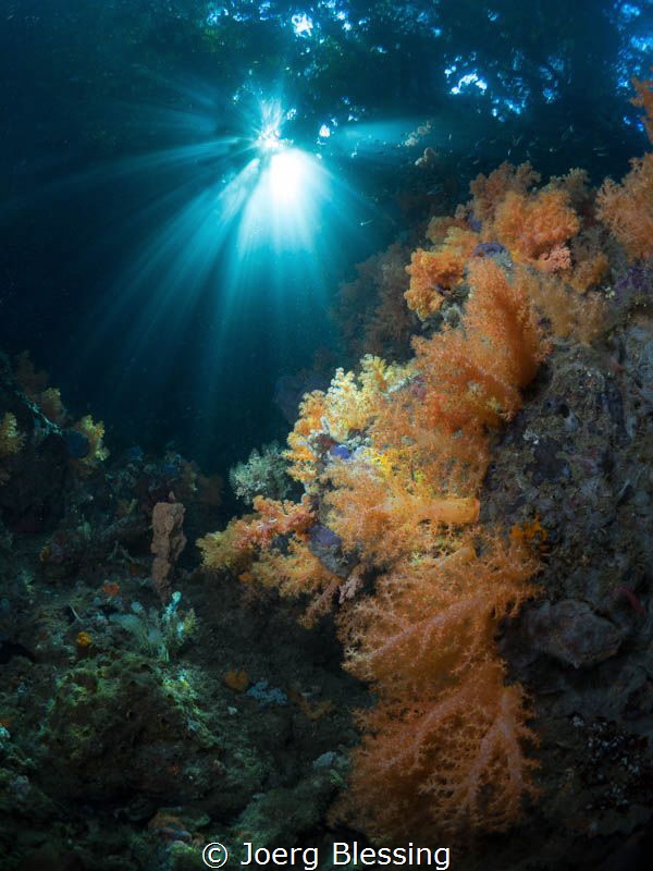 The Passage,where reef meets jungle, awesome light by Joerg Blessing 