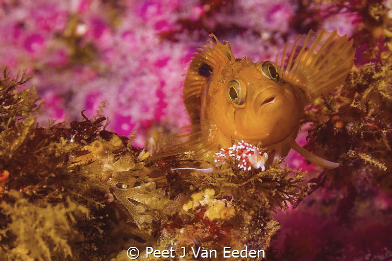 Colorful Klipfish meets Purple Lady Nudibranch by Peet J Van Eeden 