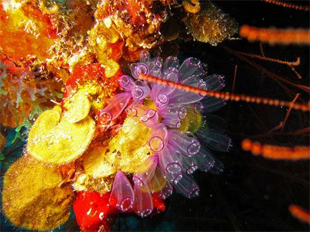 Lightbulb Tunicates. Canon SD550. by Paul Holota 