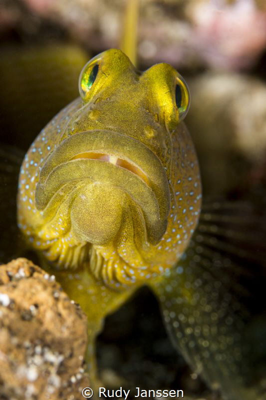 The Yellow Watchman Goby by Rudy Janssen 