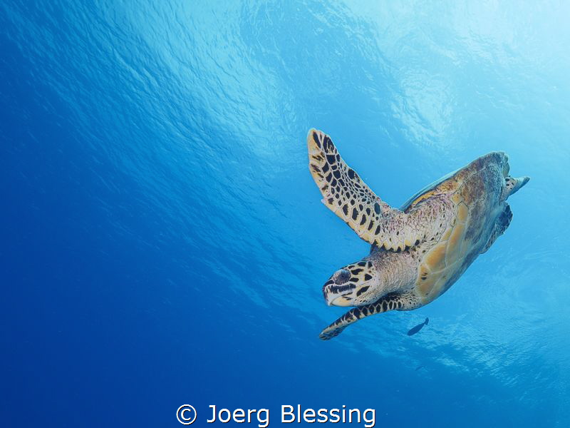 Hawksbill turtle diving. by Joerg Blessing 