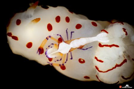 Emperor shrimp on nudibranch by Raffaele Livornese 