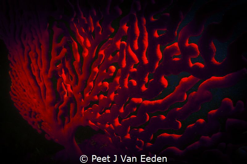 Sea Fan Maze by Peet J Van Eeden 