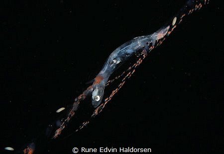 A crystal goby has been caught by a Nanomia cara. by Rune Edvin Haldorsen 