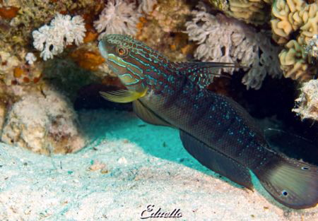 Just a common fish... by Eduard Bello 