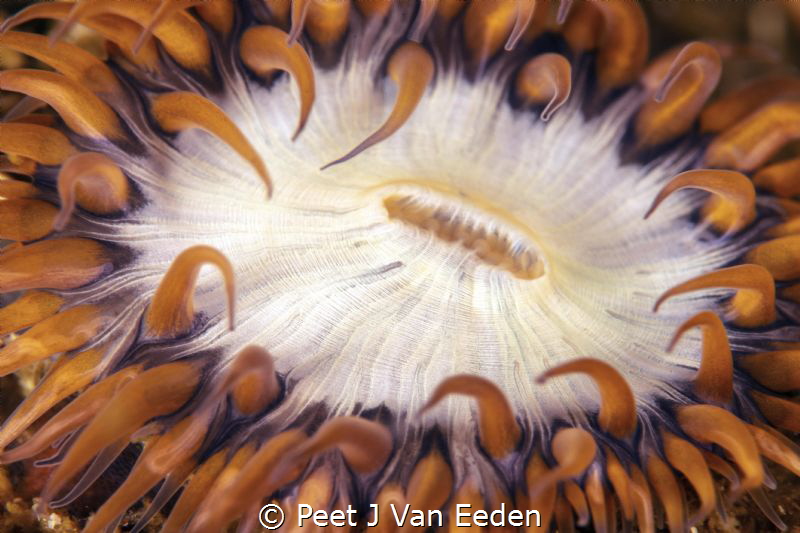 Square-mouth striped anemone with its distinctive square ... by Peet J Van Eeden 