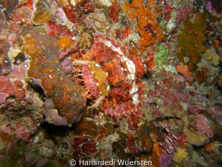 Tasseled Scorpionfish - Scorpaenopsis oxycephala
perfect... by Hansruedi Wuersten 
