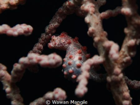 Pygmy Seahorse by Wawan Mangile 