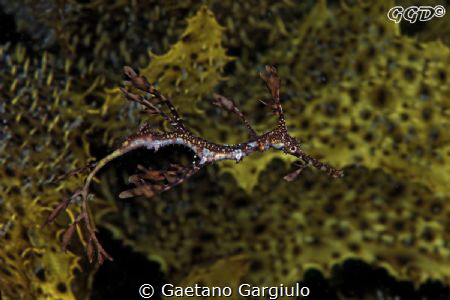 juvenile seadragon swimming in kelp by Gaetano Gargiulo 