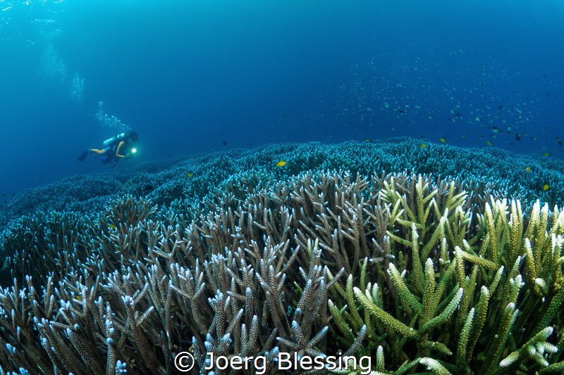 100% live hardcore cover on this divesite in Raja Ampat. ... by Joerg Blessing 