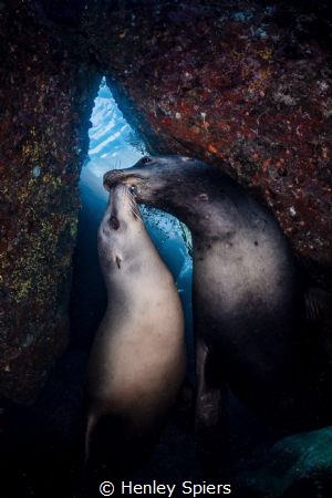 Sea Lion Valentine by Henley Spiers 