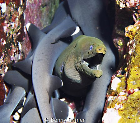 Moray eel between sleeping young white-tip sharks by Benny Brimer 