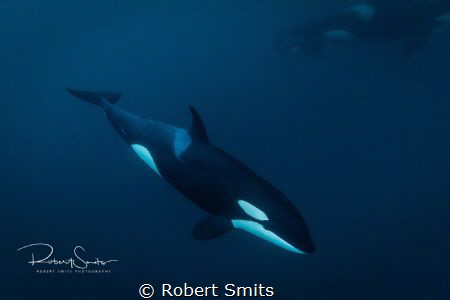 Being in the water with Orcas / killer whales is nothing ... by Robert Smits 