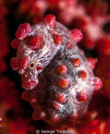 Pygmy Seahorse!!! by George Touliatos 
