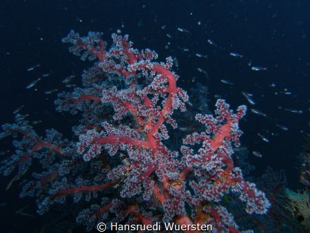 Gorgonian Coral - Acanthogorgia with glassfishs by Hansruedi Wuersten 