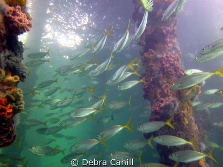 Schooling Yellow-tail  Fish Edithburgh Jetty South Australia by Debra Cahill 