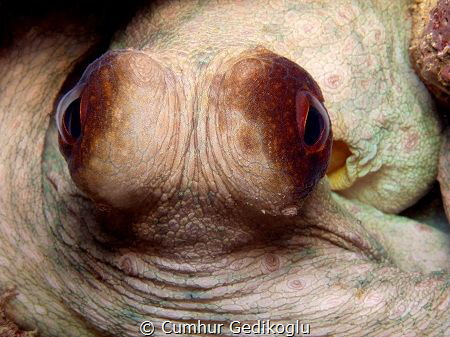 Octopus vulgaris by Cumhur Gedikoglu 