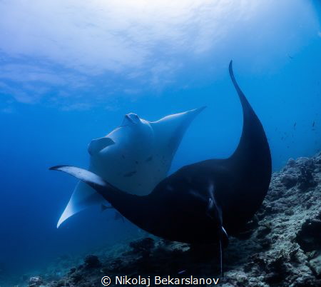 Dancing mantas in Maldives near island Dhigurah. by Nikolaj Bekarslanov 