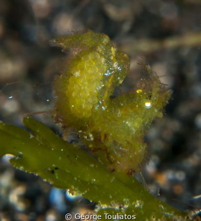 Green hairy shrimp with eggs!!! by George Touliatos 
