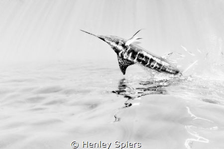 Flying Fish by Henley Spiers 