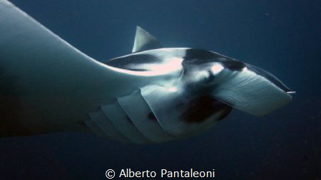 Giant Manta Ray - by Alberto Pantaleoni 