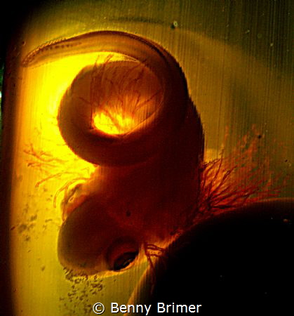 Embryo of a Swell-shark inside Mermaid-Purse case
Monter... by Benny Brimer 