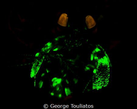 Golden Mantis Shrimp with UV lighting. No strobes by George Touliatos 