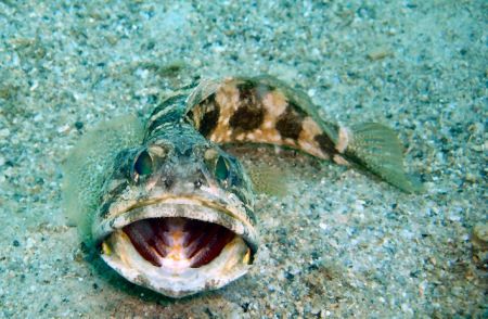 banded jawfish yawning. fuji f450 (no strobe) by Wendy Montbrun 