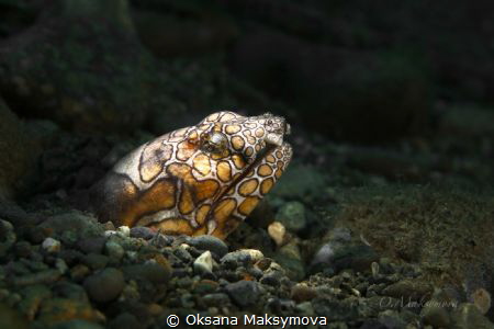 Napoleon snake ell. Picture was taken in Ambon Bay, Indon... by Oksana Maksymova 