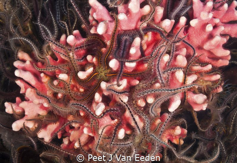 Brittle stars interwoven with noble coral by Peet J Van Eeden 