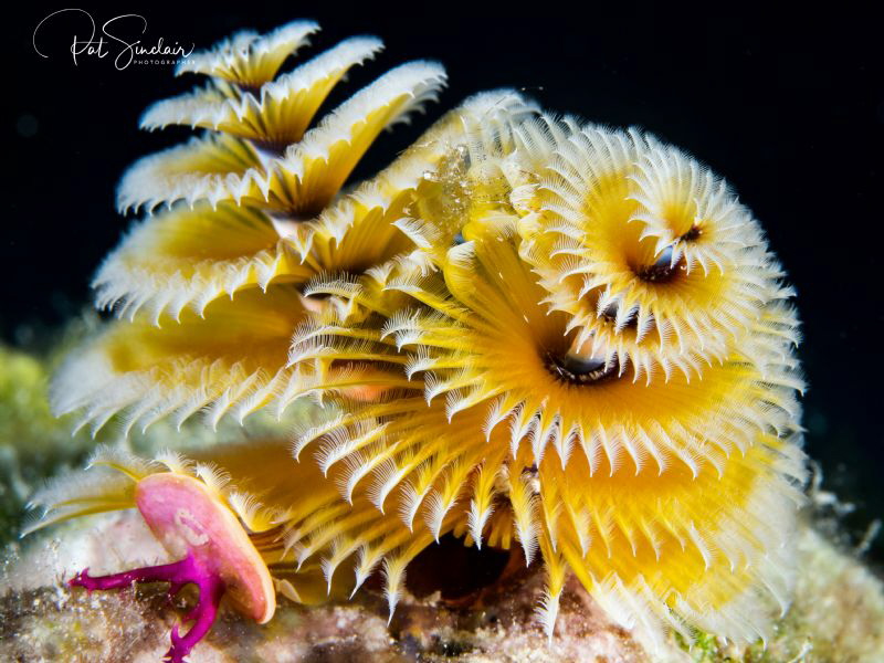 When I took this image of the Christmas Tree Worm, I saw ... by Patricia Sinclair 