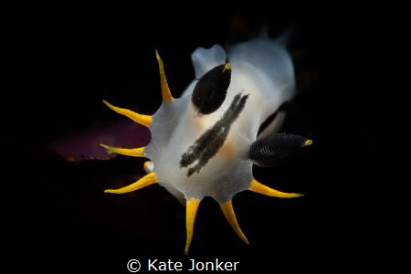 Stretching
Crowned Nudibranch stretches from his perch o... by Kate Jonker 