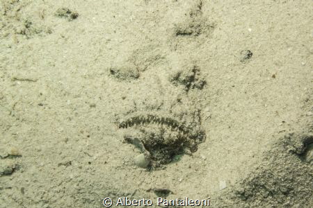 sand covered deadly stonefish by Alberto Pantaleoni 