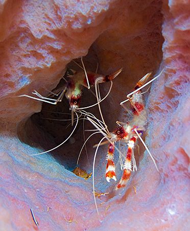 Banded Coral Shrimp in Azure Sponge. Roatan, Bay Islands.... by Jennifer Temple 