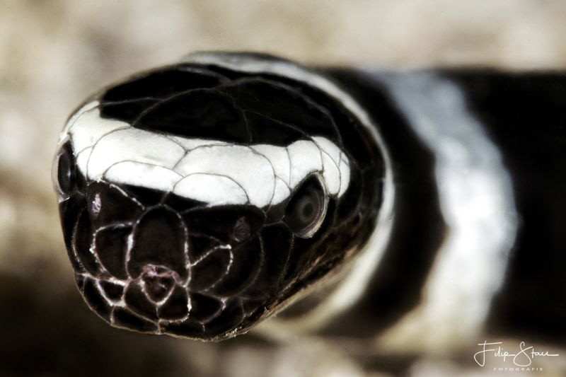 Close-up of a Banded seasnake, Puerto Galera, The Philipp... by Filip Staes 