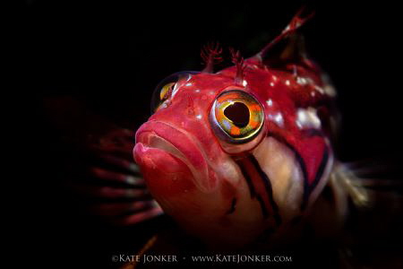 Just call me "Red"
A beautiful Red Klipfish poses for me... by Kate Jonker 