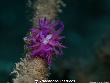 Flabellina affines with parasite by Athanassios Lazarides 