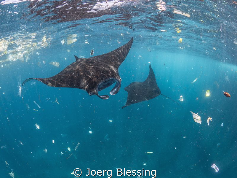 Plastic pollution in our oceans is a serious problem for ... by Joerg Blessing 