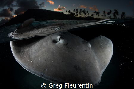 Lagoon with stingray at the sunset by Greg Fleurentin 