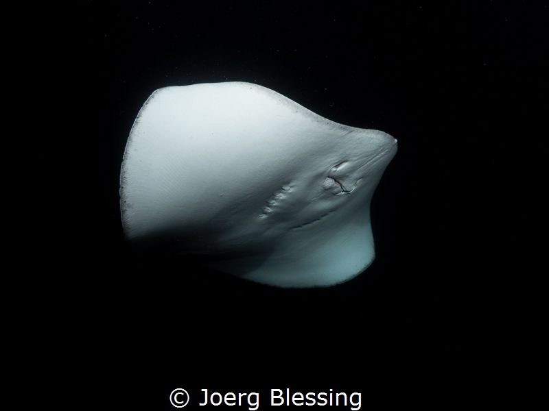 Stingray at night. by Joerg Blessing 