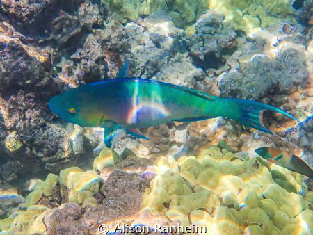 Parrotfish, Ahihi Bay, Maui by Alison Ranheim 