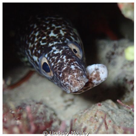 Spotted Moray with a broken jaw by Lindsey Mobley 
