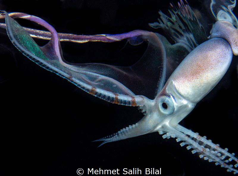 Female blanket octopus at surface. by Mehmet Salih Bilal 