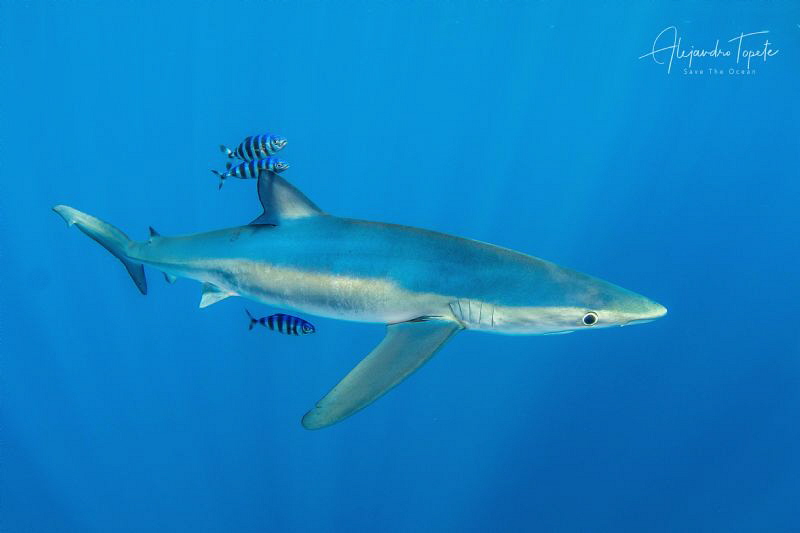 Blue Shark, Cabo San Lucas  México by Alejandro Topete 