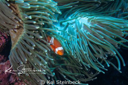 Just a cute clown fish by Kai Steinbeck 