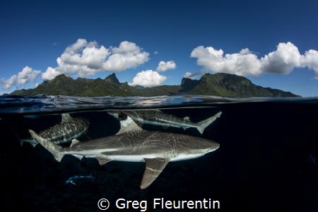 Life under a pacific island by Greg Fleurentin 